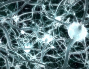 Neuron connections